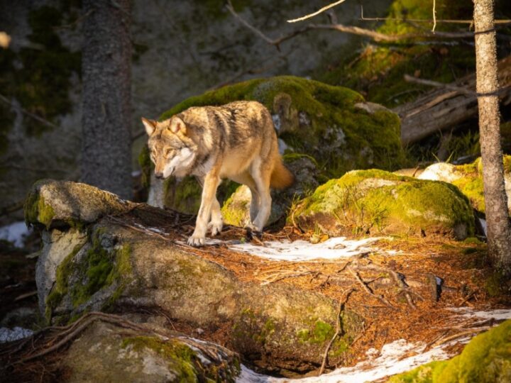 Tragiczny finał tułaczki wilka potrąconego na obwodnicy w Brodnicy